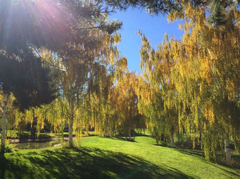 12 Common Species of Willow Trees and Shrubs