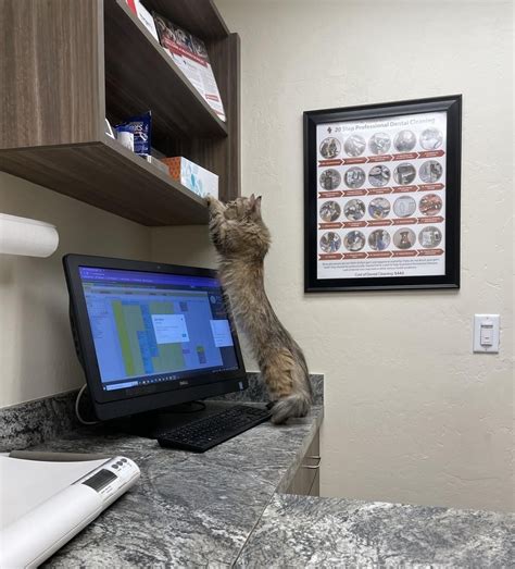 This is Isla (pronounced Eye-la). I got her from the local human ...