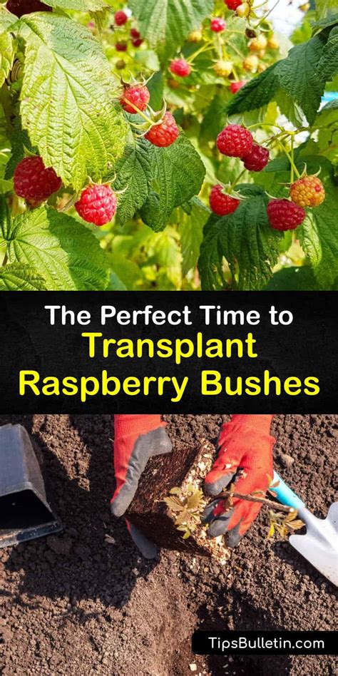 How to Trim Raspberry Bushes in Spring 的图像结果