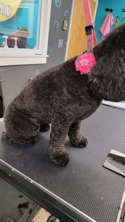 Image result for Cockapoo Groom