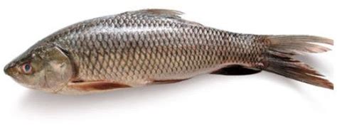 Shehnaz Exports - Exporter & Supplier of Fresh Chitol Fishfrom Pune