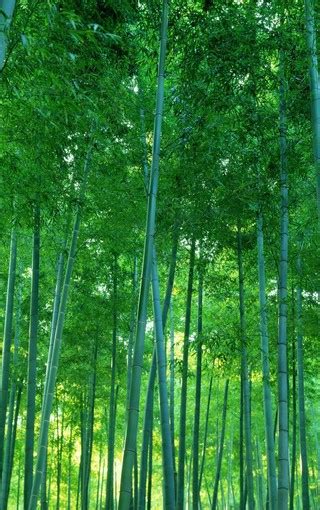 绿色新鲜的竹子壁纸高清原图下载,绿色新鲜的竹子壁纸,高清图片,壁纸,自然风景-桌面城市
