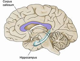 hippocampus 的图像结果