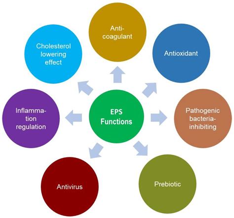 Advances in Microbial Exopolysaccharides: Present and Future Applications
