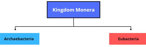 Kingdom Monera: Archaebacteria & Eubacteria | Biology Class 11 - NEET