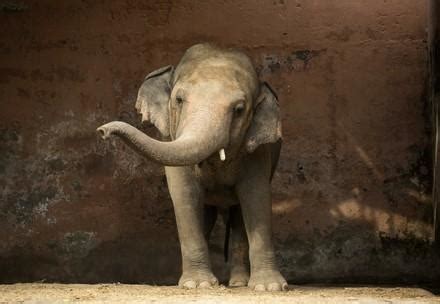 10 Facts About Elephants - FOUR PAWS International - Animal Welfare ...