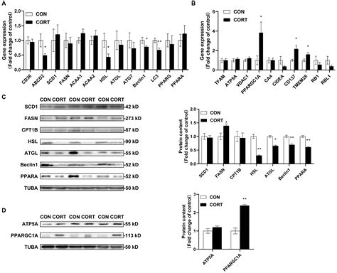 m6A-Mediated PPARA Translational Suppression Contributes to ...
