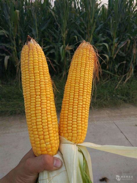 高产玉米种-济南朝晖种业有限公司