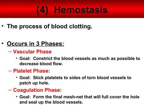 Anatomy Unit 2 Notes: Hematopoiesis & Hemostasis | PPT