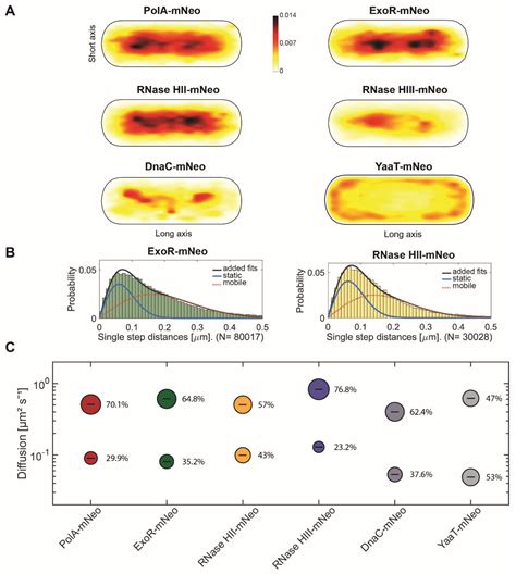 Visual Evidence for the Recruitment of Four Enzymes with RNase Activity ...