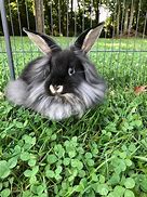 Image result for Otter Mini Lop