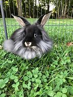 Image result for Mini Lion Lop Bunnies
