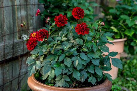 Can You Grow Dahlias Indoors