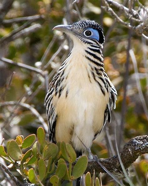 Lesser RoadRunner 的图像结果