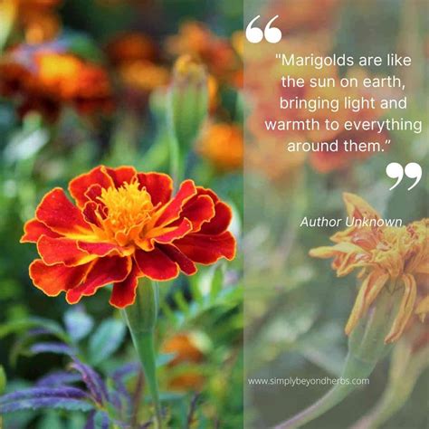 Marigold Flower Meaning and Symbolism. - SimplyBeyondHerbs