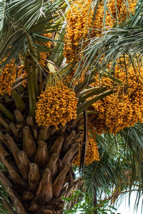 What Do Dates Taste Like? 3 Ways Of Describing - where do dates come from