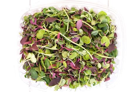MicroGreens - Green Goblin
