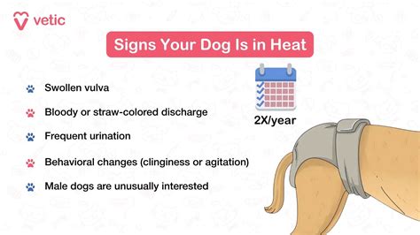 Dogs in Heat | Is My Dog in Mating Season | Dog Periods