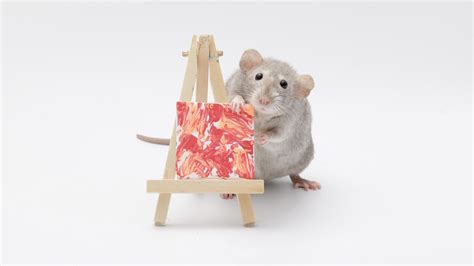 This weeks ratty paw paintings by my incredible pet rats! : r/Animal