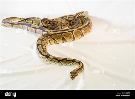Image result for Royal Ball Python