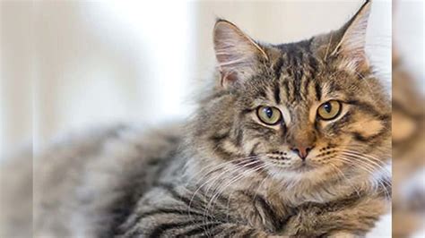 ఎలుకల భయంతో పిల్లులను పెంచుతున్న పోలీసులు..రూ.20 లక్షలు ఖర్చు చేసిన ...