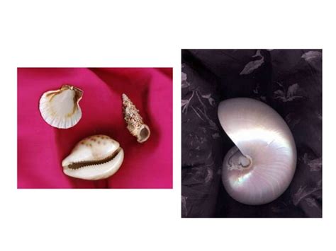 Image result for Image Scanner Vs Camera