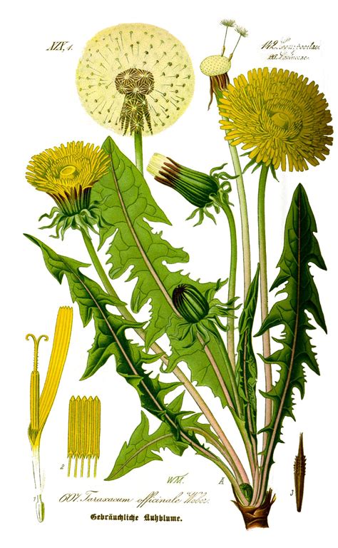 5 recipes for your dandelion weeds. — Wild Plants, Foraging, Food, Art ...