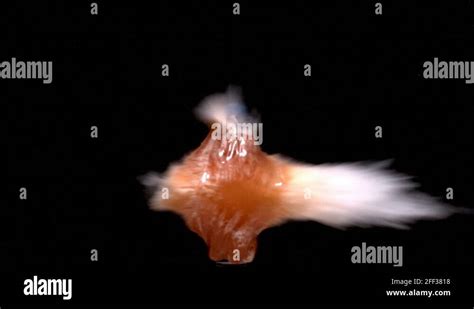 Exploding Coke Bottle 的图像结果