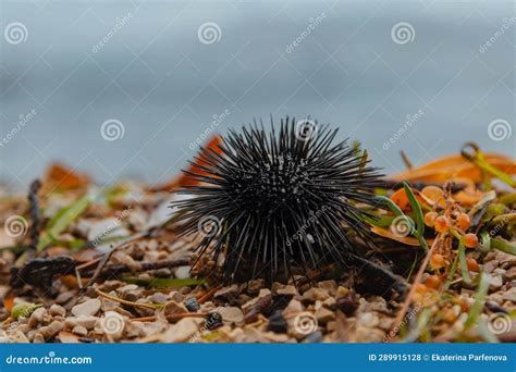 A Black Sea Urchin Lies on a Stone Beach Stock Photo - Image of danger ...