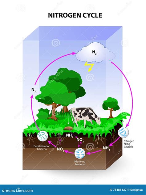 Nitrogen cycle stock vector. Illustration of fossil, cycle - 75485137