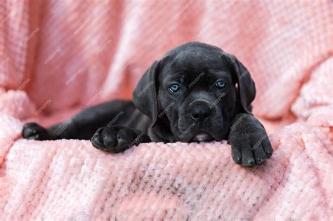 Premium Photo | A black cane corso puppy laying on a pink blanket