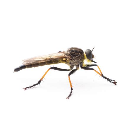 Robber Fly Bite