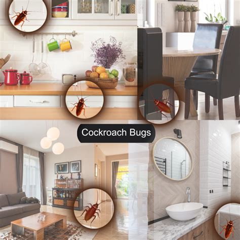 Cockroach Infestation Solutions 的图像结果