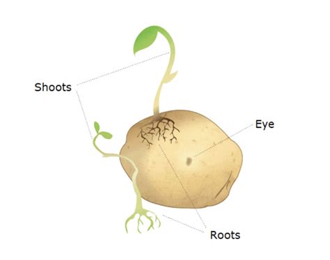 Reproduction in Plants Class 7 Notes Science Chapter 8 Free PDF