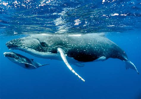 Habitat Of Blue Whale