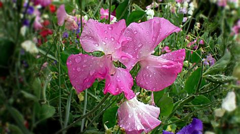 The 50 Most Beautiful Flowers In The World