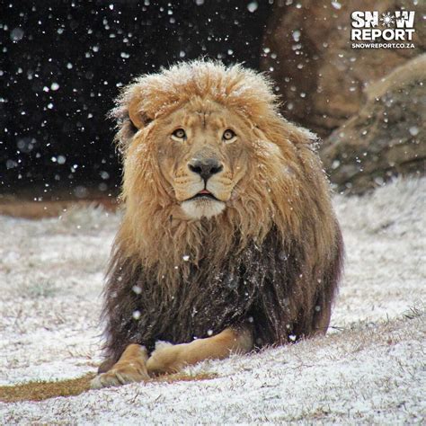 Amazing photos of wild animals in snow in Southern Africa
