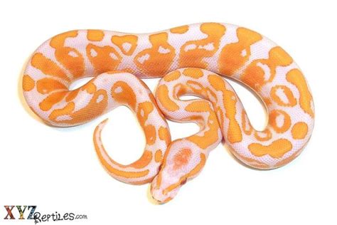 Image result for Albino Ball Python