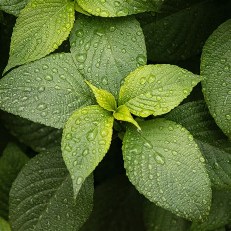 Download wallpaper 2780x2780 leaves, drops, plant, green, macro ipad ...