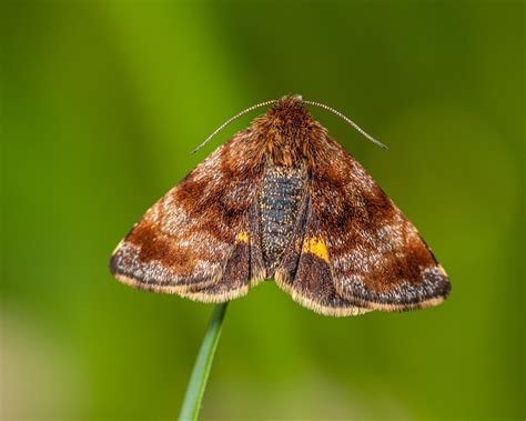 Image result for Moth Insect