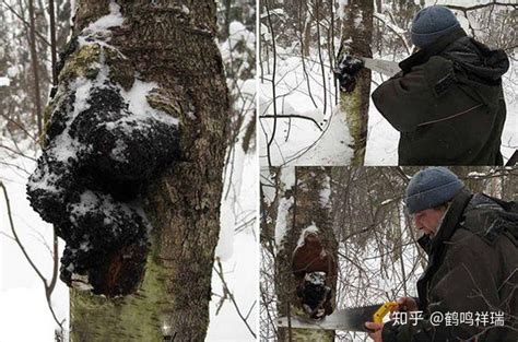 一棵死的树的下落的树干与生长对此，克拉斯诺达尔地区，俄罗斯的寄生真菌的 库存图片 - 图片 包括有 颜色, 俄国: 143096501