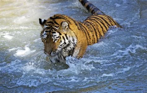 Wallpaper cat, water, tiger, wet, the game, bathing, Amur for mobile ...