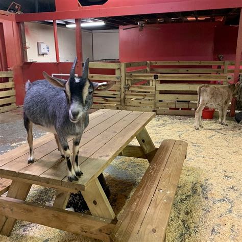 ZOOBEEZ'S INDOOR PETTING ZOO (Updated 2026) All You Need to Know BEFORE ...