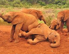 Image result for baby african elephant facts