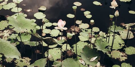 DbContext ASP.NET 的图像结果