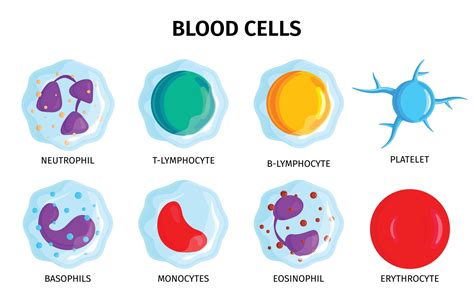 Image result for Lymphocytes Cell Labeled
