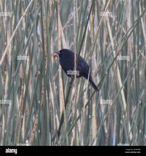 Yellow-winged Blackbird (Agelasticus thilius Stock Photo - Alamy