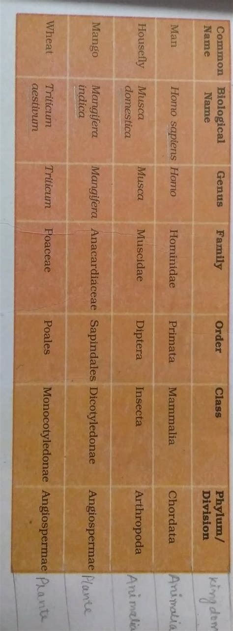Give complete classification of housefly and wheat - Brainly.in