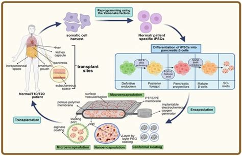 Cells | Special Issue : Advancements in Research on hiPSC-Derived Cells