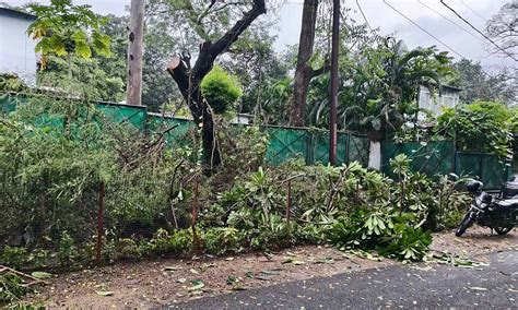 Over 10 Trees Chopped In Bhopal's Char Imli; 5-6 Feet Tall Champa ...